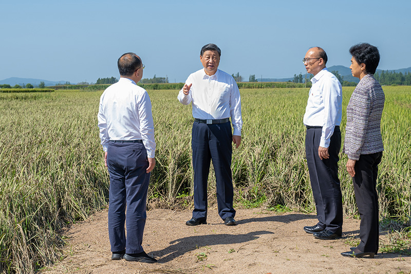 9月6日至8日，中共中央總書記、國(guó)家主席、中央軍委主席習(xí)近平在黑龍江考察。這是7日上午，習(xí)近平在遭受洪澇災(zāi)害的哈爾濱尚志市老街基鄉(xiāng)龍王廟村，察看水稻受災(zāi)情況。